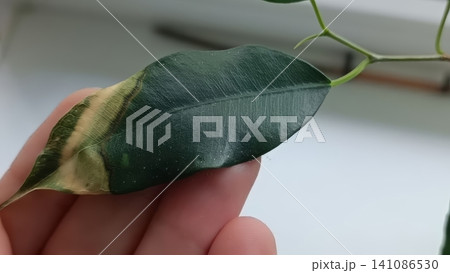 A hand gently holds a green plant leaf with a large yellow-brown damaged section and visible veins. A hand gently holds a green plant leaf with a large yellow-brown damaged section and visible veins. 141086530