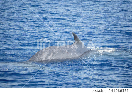 fin whale breathing on the sea surface fin whale breathing on the sea surface 141086571