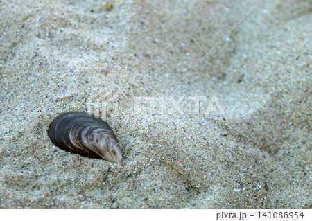 Sea Shell Buried in Beach Sand 141086954