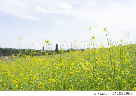 Colorful wildflowers sway gently in a sunny rural landscape with tall grass Colorful wildflowers sway gently in a sunny rural landscape with tall grass 141086969