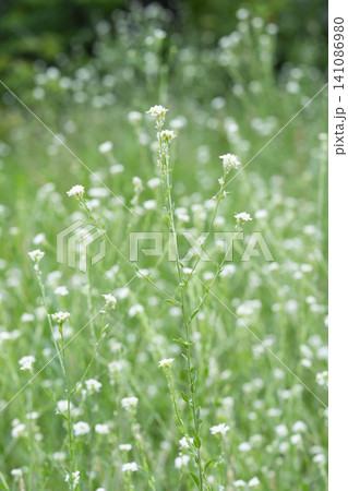 Summer meadow filled with lush green grass and delicate white flowers in bloom Summer meadow filled with lush green grass and delicate white flowers in bloom 141086980