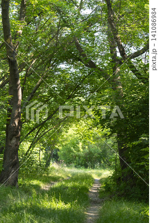 Serenity in a summer forest park with vibrant green leaves and a winding path Serenity in a summer forest park with vibrant green leaves and a winding path 141086984