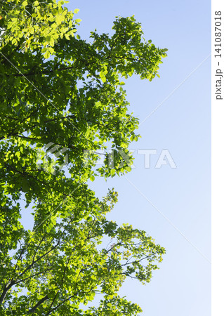 Bright summer leaves gently sway on tree branches against a clear blue sky Bright summer leaves gently sway on tree branches against a clear blue sky 141087018