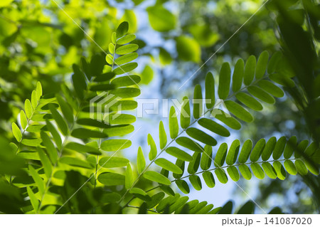 Lush green summer leaves on branches under bright blue sky during sunny day 141087020