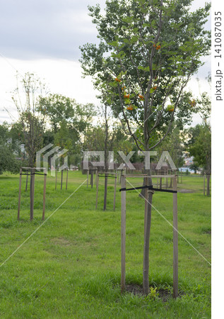 New tree seedlings thriving in summer grass within a green park area New tree seedlings thriving in summer grass within a green park area 141087035