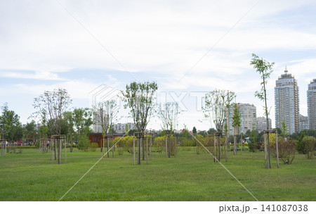 Newly planted tree seedlings in a park during a sunny summer day Newly planted tree seedlings in a park during a sunny summer day 141087038