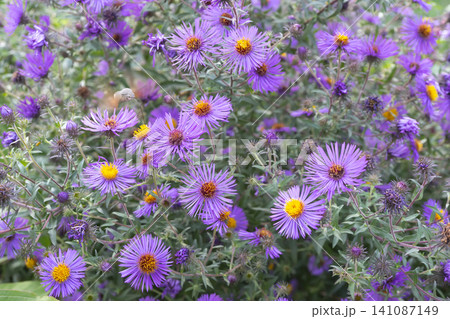Vibrant purple wildflowers bloom in a serene rural field Vibrant purple wildflowers bloom in a serene rural field 141087149