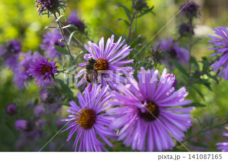 Colorful flowers attract bees in a vibrant rural field during a sunny day Colorful flowers attract bees in a vibrant rural field during a sunny day 141087165