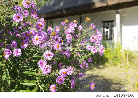 Vibrant rural flowers bloom beside a traditional thatched roof cottage Vibrant rural flowers bloom beside a traditional thatched roof cottage 141087166