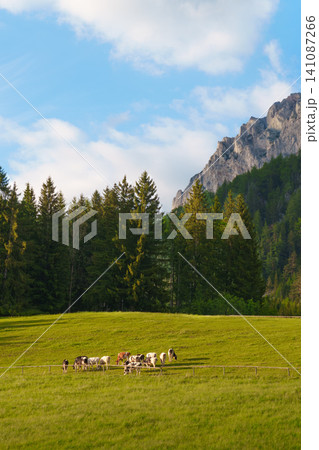 Cows on a green meadow below rocky mountains, highlighting the layered structure and natural beauty of alpine landscapes. Cows on a green meadow below rocky mountains, highlighting the layered structure and natural beauty of alpine landscapes. 141087266
