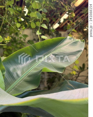 Banana leaf in the sunlight, showcasing details of texture and green hue, suitable for background 141088154