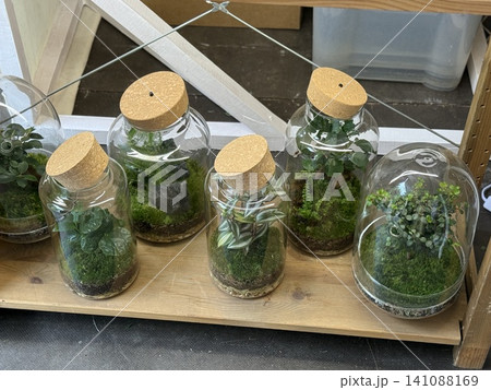 Terrariums with green moss and plants in glass jars on wooden shelf, creating indoor garden display Terrariums with green moss and plants in glass jars on wooden shelf, creating indoor garden display 141088169