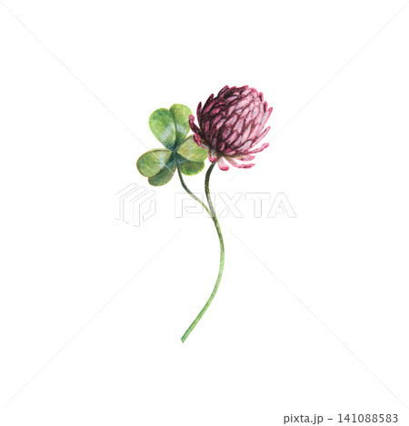 Red clover flower with green leaves and stems hand drawing watercolor illustration. An isolated botanical element ideal for St. Patrick's Day, Celtic folklore, spring decor, and wedding invitations. Red clover flower with green leaves and stems hand drawing watercolor illustration. An isolated botanical element ideal for St. Patrick's Day, Celtic folklore, spring decor, and wedding invitations. 141088583
