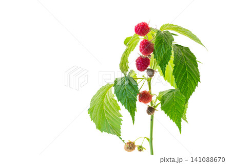 Fresh raspberry branch with green leaves on clean white background Fresh raspberry branch with green leaves on clean white background 141088670