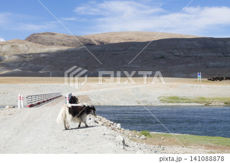 Domestic yak in Altai Tavan Bogd National Park, Mongolia Domestic yak in Altai Tavan Bogd National Park, Mongolia 141088878