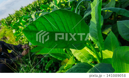 Close-up of fresh green tobacco leaves on the plant under the sunlight. 141089058