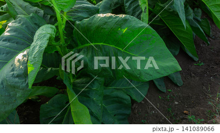 Close-up of fresh green tobacco leaves on the plant under the sunlight. Close-up of fresh green tobacco leaves on the plant under the sunlight. 141089066
