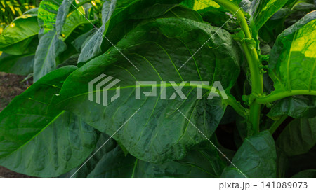 Close-up of fresh green tobacco leaves on the plant under the sunlight. Close-up of fresh green tobacco leaves on the plant under the sunlight. 141089073