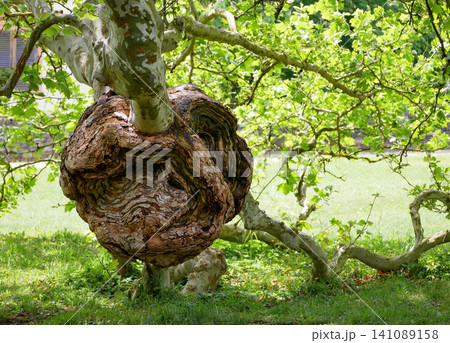 Large Burl Growth on a Plane Tree Trunk in a Public Park. Large Burl Growth on a Plane Tree Trunk in a Public Park. 141089158