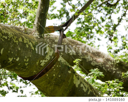 Dynamic Tree Support System Installed on a Mature Tree Branch. Dynamic Tree Support System Installed on a Mature Tree Branch. 141089160