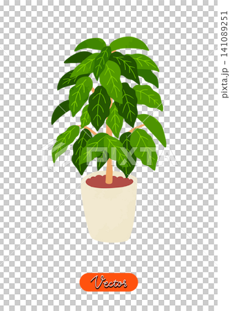Potted coffee tree, watercolor-style hand-drawn vector illustration Potted coffee tree, watercolor-style hand-drawn vector illustration 141089251