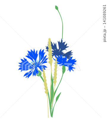 Blue cornflower Beautiful flower with a spikelet . Hand drawn. Not AI, vector illustration. Blue cornflower Beautiful flower with a spikelet . Hand drawn. Not AI, vector illustration. 141089261