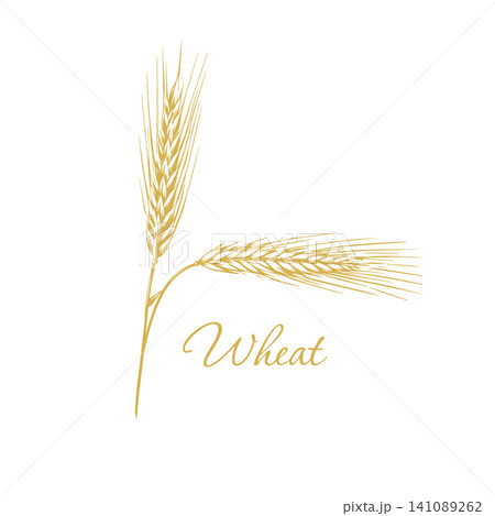 ear of wheat Hand drawn. Not AI, vector illustration. ear of wheat Hand drawn. Not AI, vector illustration. 141089262