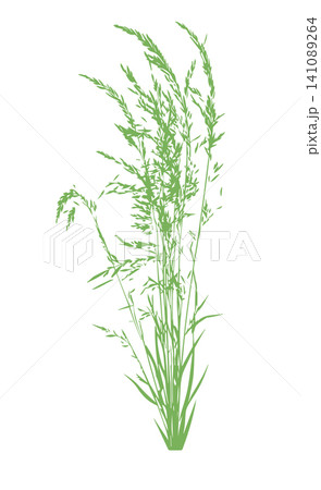 Grass green silhouette vector isolated on white background nature design illustration of grass plant pattern greenery artwork Hand drawn. Not AI, vector illustration. 141089264
