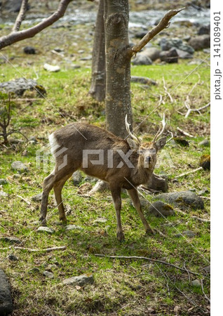 蝦夷鹿の雄が苔むした林で立ち止まる、野生動物の自然な姿 蝦夷鹿の雄が苔むした林で立ち止まる、野生動物の自然な姿 141089401