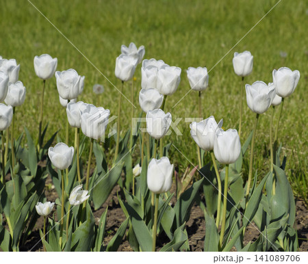 A flower bed with white tulips. White tulips, bulbous plants. White flowers 141089706