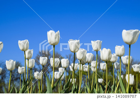 Better tulip flowers against the blue sky. A flower bed with tulips Better tulip flowers against the blue sky. A flower bed with tulips 141089707