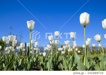 Better tulip flowers against the blue sky. A flower bed with tulips Better tulip flowers against the blue sky. A flower bed with tulips 141089710