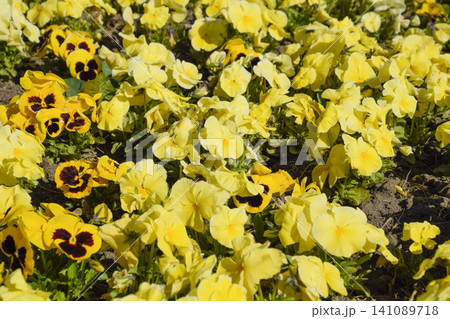Yellow flowers of viola on the flowerbed. Viola. Yellow flowers of viola on the flowerbed. Viola. 141089718