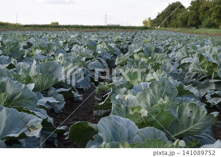Cabbage field Cabbage field 141089752