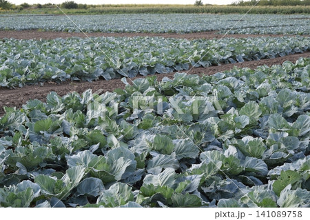 Cabbage field Cabbage field 141089758