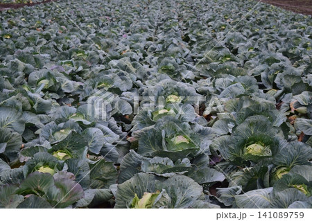 The cabbage field 141089759