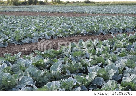 Cabbage field 141089760