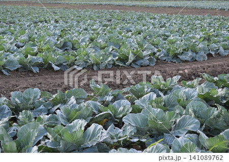Cabbage field Cabbage field 141089762
