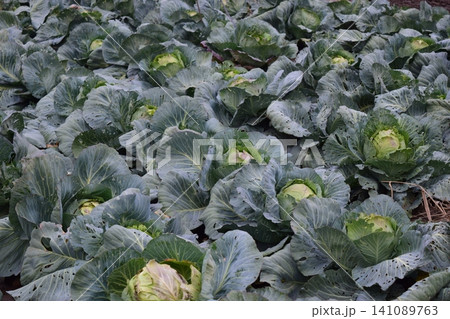 Cabbage field. Cultivation of cabbage in an open ground in the field. Month July, cabbage still the young Cabbage field. Cultivation of cabbage in an open ground in the field. Month July, cabbage still the young 141089763