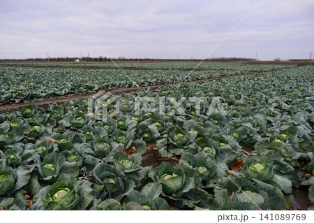 The cabbage field The cabbage field 141089769