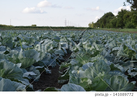 Cabbage field Cabbage field 141089772