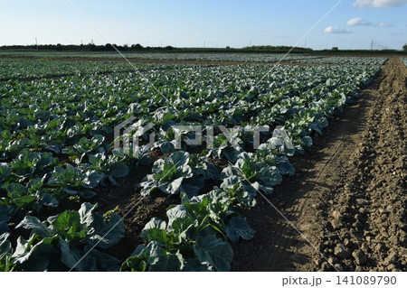 Cabbage field Cabbage field 141089790