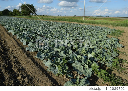Cabbage field Cabbage field 141089792