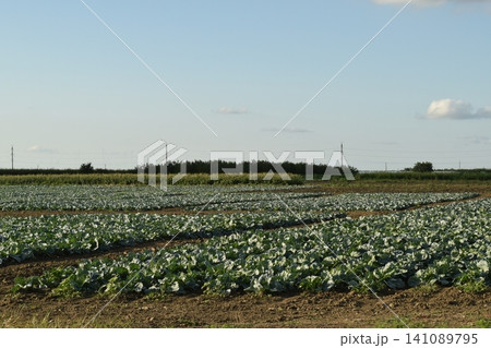 The cabbage field The cabbage field 141089795