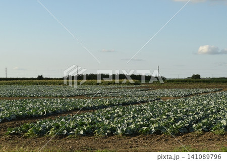 The cabbage field The cabbage field 141089796