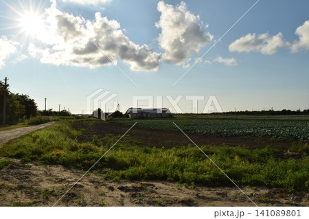 The cabbage field 141089801