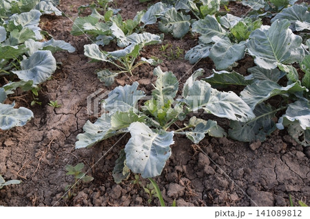 Cabbage field. Cultivation of cabbage in an open ground in the field. Month July, cabbage still the young Cabbage field. Cultivation of cabbage in an open ground in the field. Month July, cabbage still the young 141089812