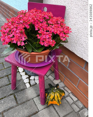 Autumn coziness: bright pink kalanchoe and decorative pumpkin near the wall of the house Autumn coziness: bright pink kalanchoe and decorative pumpkin near the wall of the house 141089862