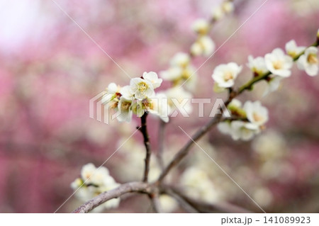 清楚 白色シダレウメの花 背景 淡桃色の梅 清楚 白色シダレウメの花 背景 淡桃色の梅 141089923