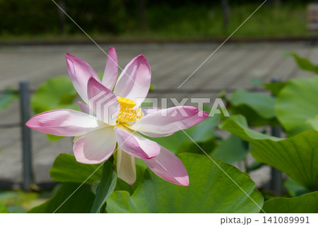 蓮の花のある風景 141089991
